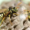 Paper Wasp