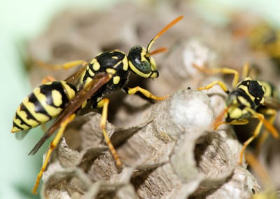 Four Things You Need to Know If You Have Paper Wasps in Your Yard