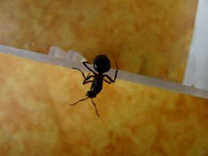 ant infestation in Falls Church