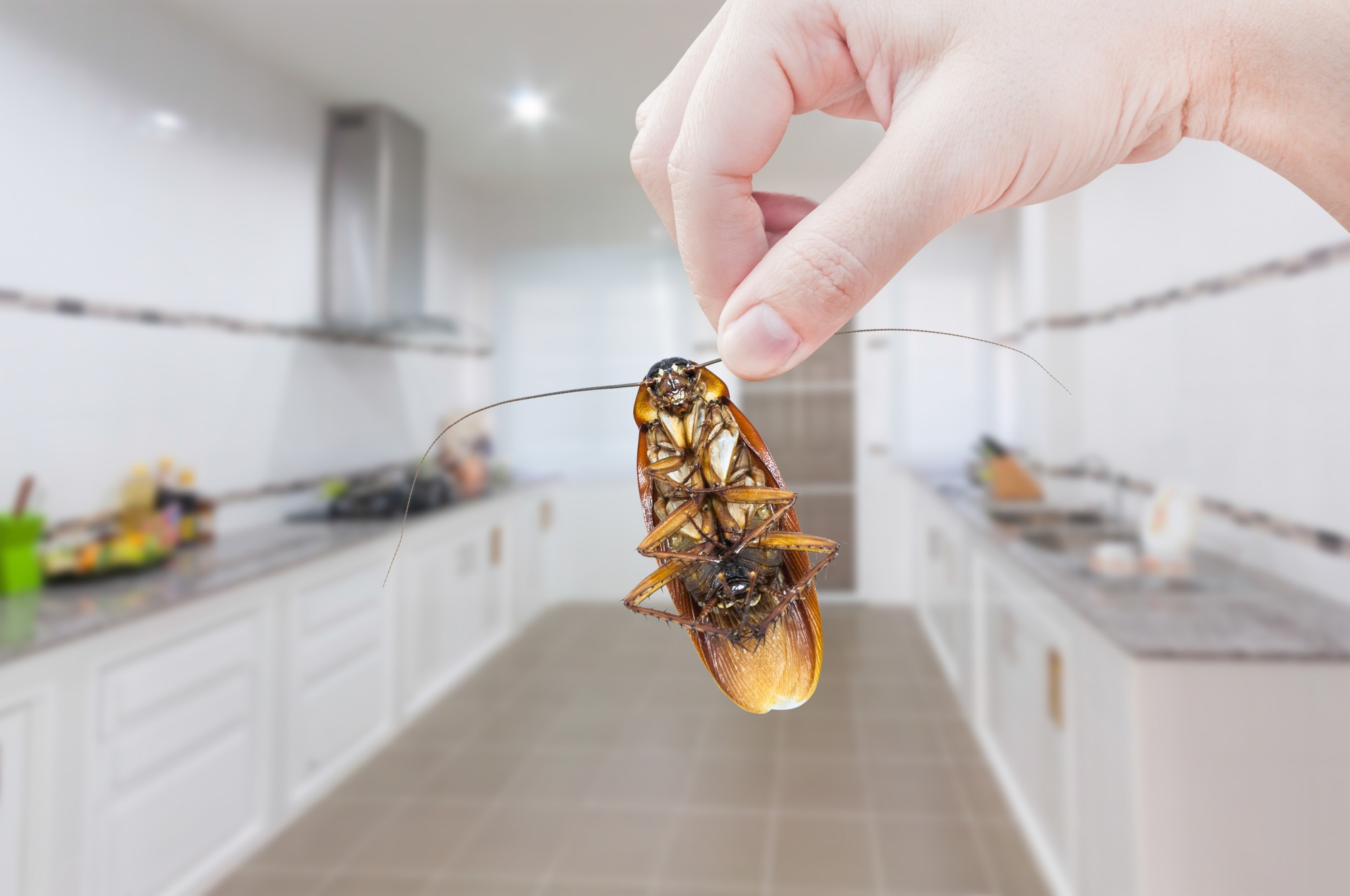 https://planetfriendlypestcontrol.com/wp-content/uploads/2019/11/how-to-keep-insects-out-of-your-house.jpeg