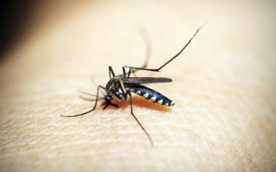Don’t Wait Until Summer to Fight Mosquitoes
