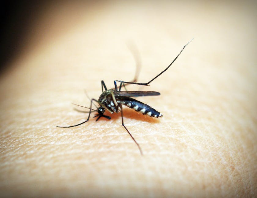 Don’t Wait Until Summer to Fight Mosquitoes