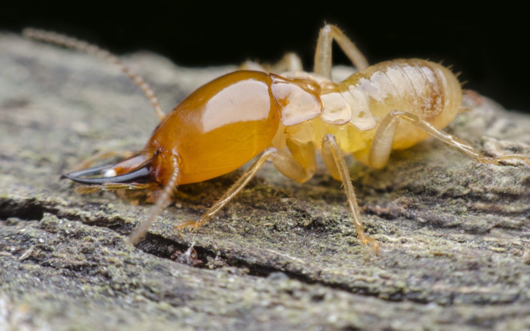 How Termites Survive in Your Virginia and Maryland Home