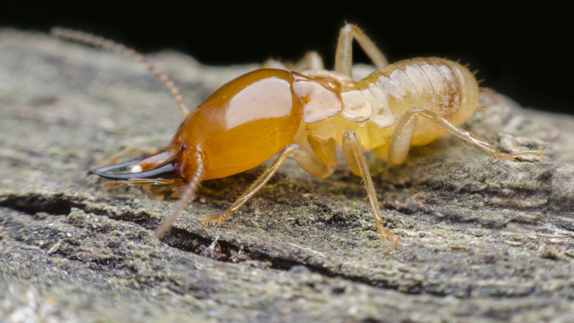 termite