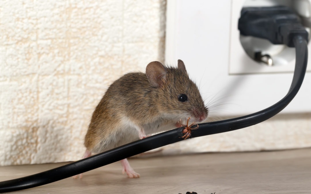 сloseup mouse gnaws wire in an apartment house near wall and electrical outlet . Inside high-rise buildings. Fight with mice in the apartment. Extermination. Small DOF focus put only to wire.