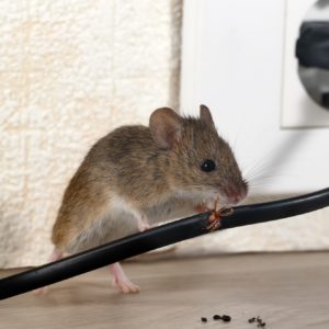 Ñloseup mouse gnaws wire in an apartment house near wall and electrical outlet . Inside high-rise buildings. Fight with mice in the apartment. Extermination. Small DOF focus put only to wire.