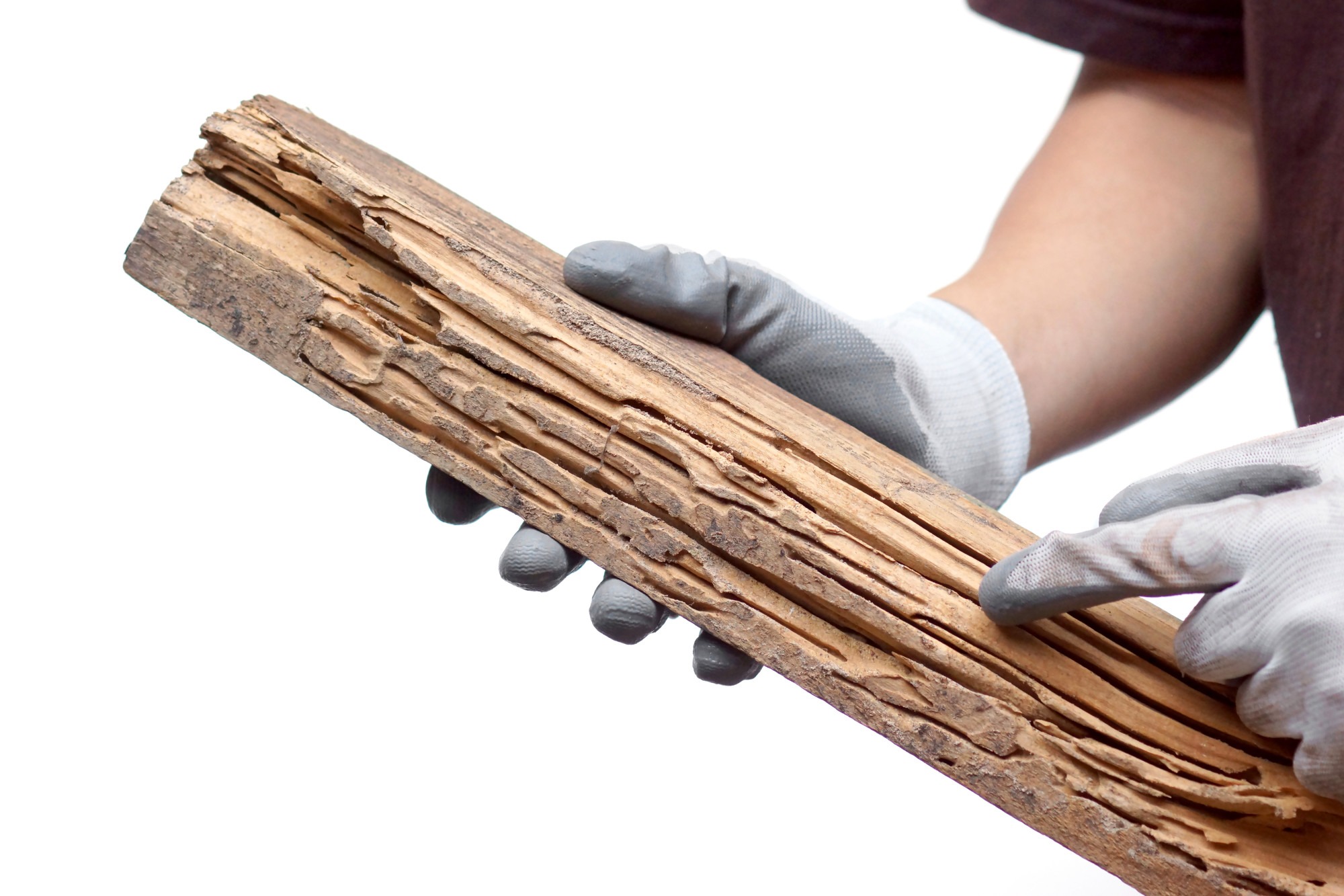 Hand of a carpenter pointing at a wood plank destroyed by termites