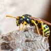 Paper Wasp Queen