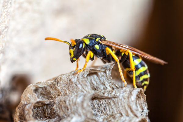 Paper Wasp Queen