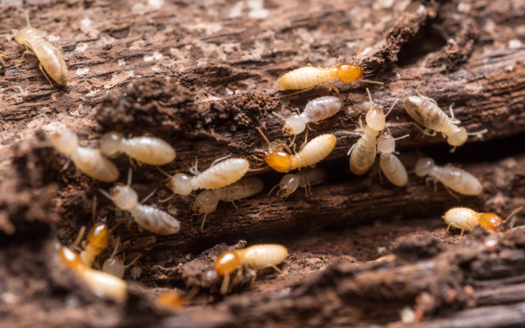 Termites in Virginia and Maryland Will Not Go Away On Their Own