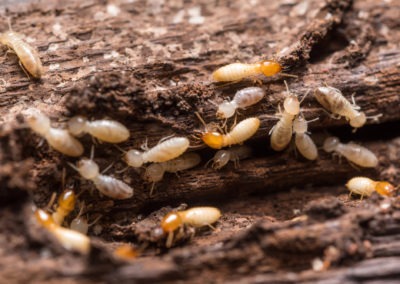 Termites in Virginia and Maryland Will Not Go Away On Their Own