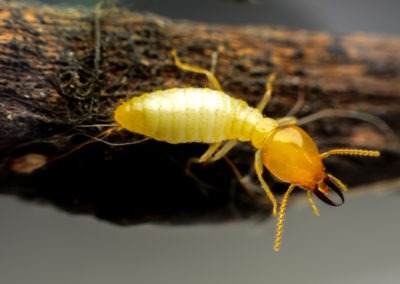 Winning the Fight Against Termites in Virginia and Maryland