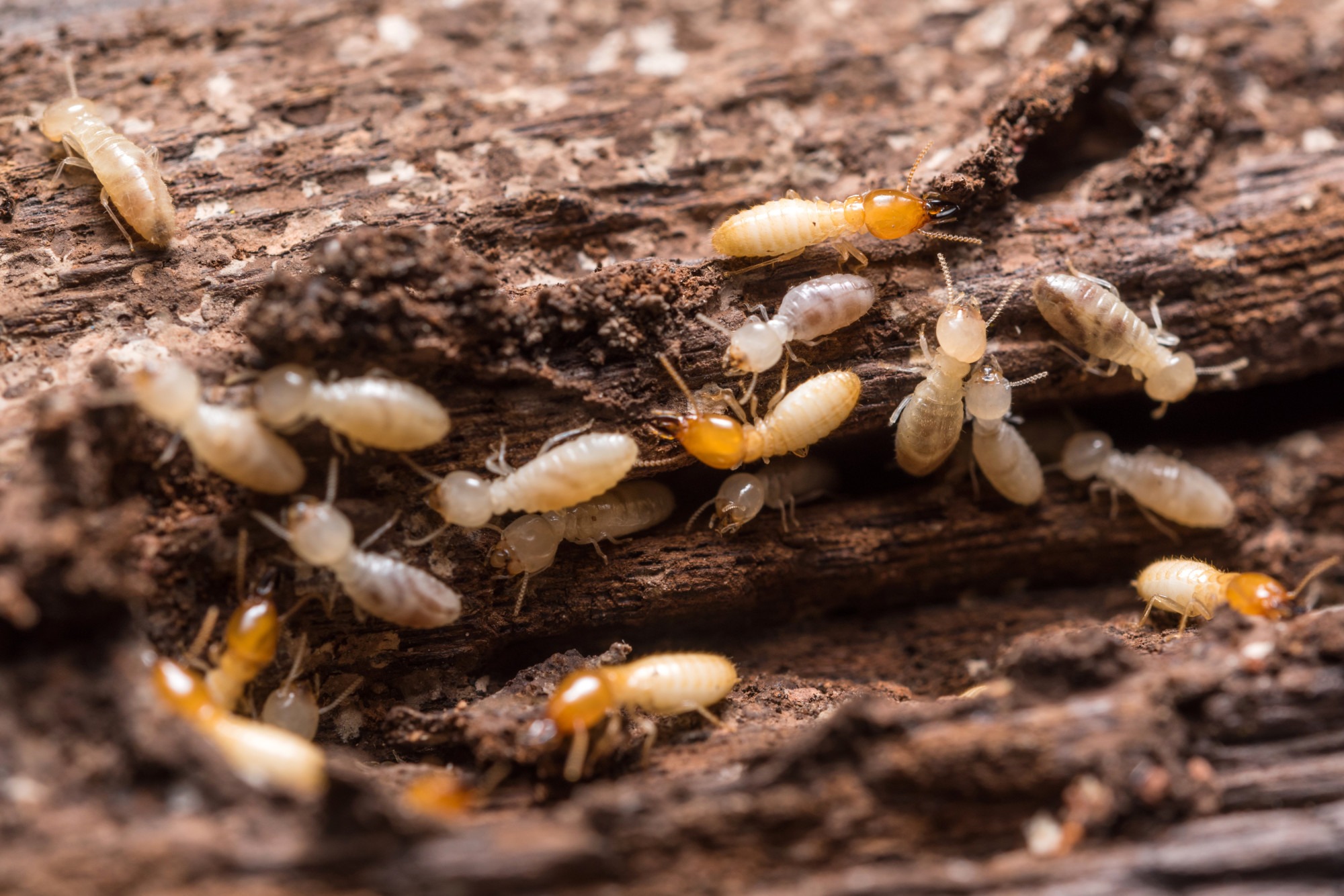 Close up termites