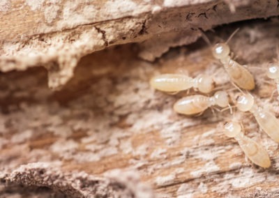 Are Termites a Problem in Maryland and Virginia During the Winter?