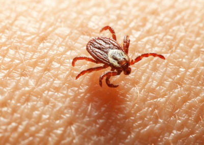 What Instantly Kills Ticks? The Only Guide You Need