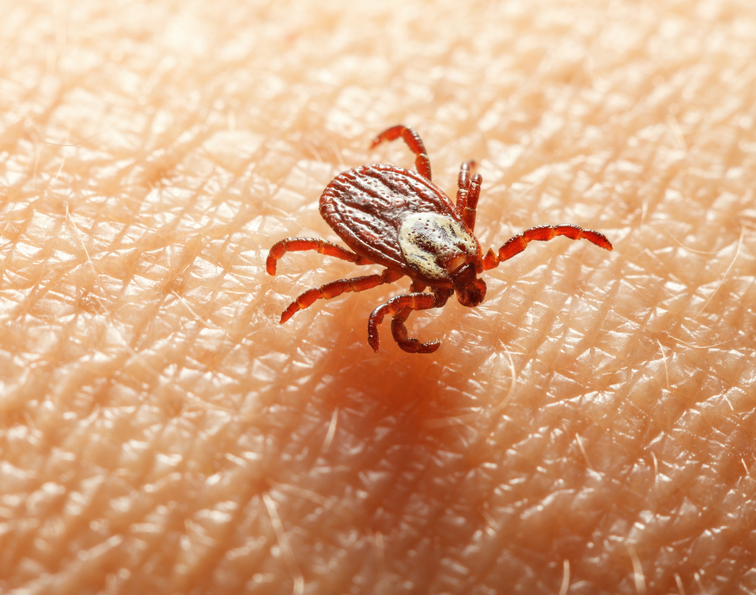 are dog ticks dangerous to humans