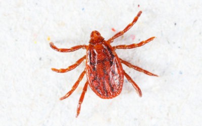 Pests in Maryland and Virginia: A Guide to the Brown Dog Tick