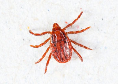 Pests in Maryland and Virginia: A Guide to the Brown Dog Tick