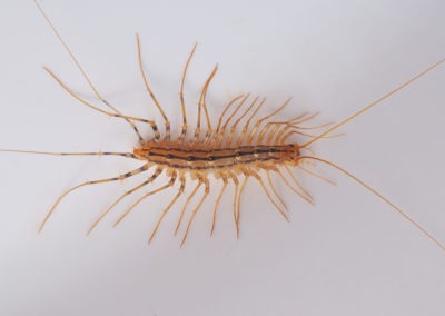 Are Centipedes a Threat to Homes in Maryland and Virginia?