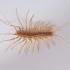 House centipede