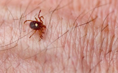 This is What You Should Know About Lone Star Ticks in Maryland