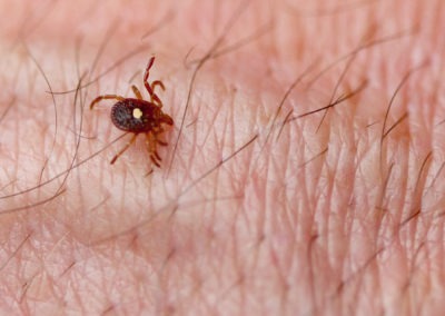 This is What You Should Know About Lone Star Ticks in Maryland