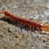 are centipedes dangerous