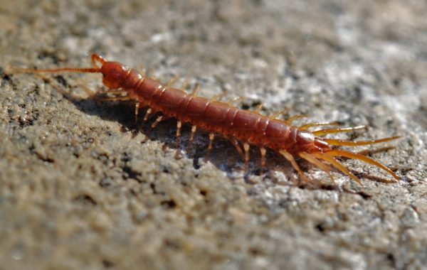 are centipedes dangerous