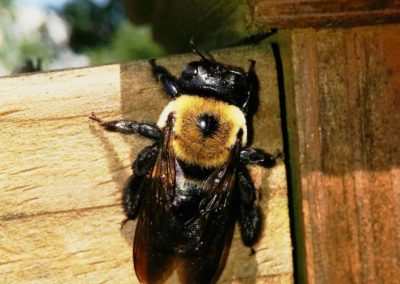 Is It Bad to Kill Carpenter Bees in Southern Maryland and Northern Virginia?