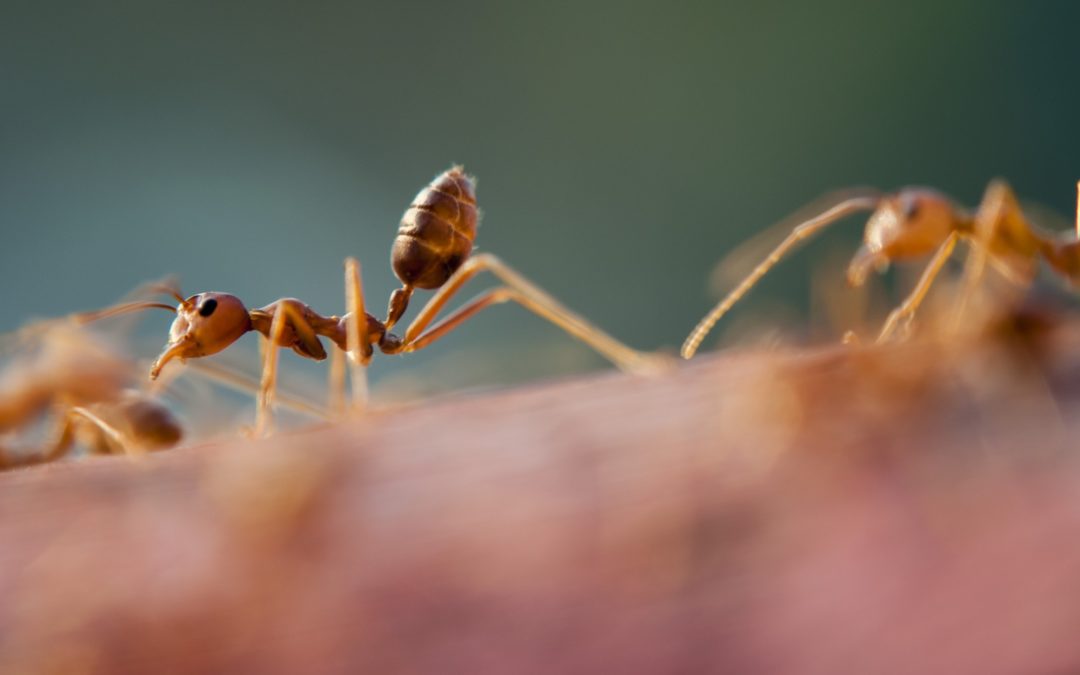 how to get rid of tiny ants