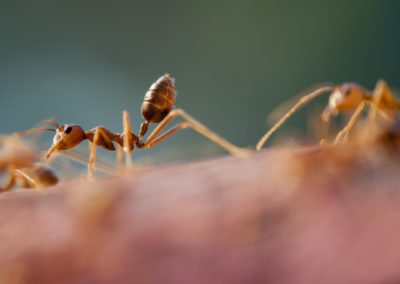 9 Highly Effective Ant Prevention Tips for Homeowners in Maryland and Virginia