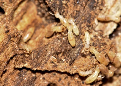 Everything You Need to Know About the Termites in Springfield, VA
