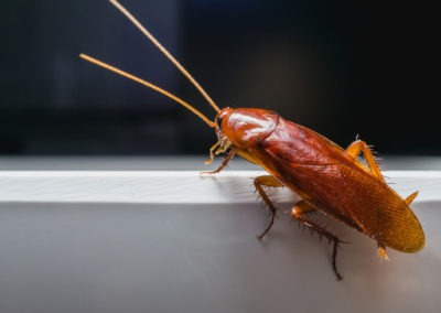 A Quick Guide To Handling American Roaches