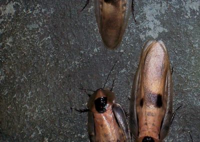 3 Hidden Dangers of Brown-Banded Cockroaches to Maryland and Virginia Homes
