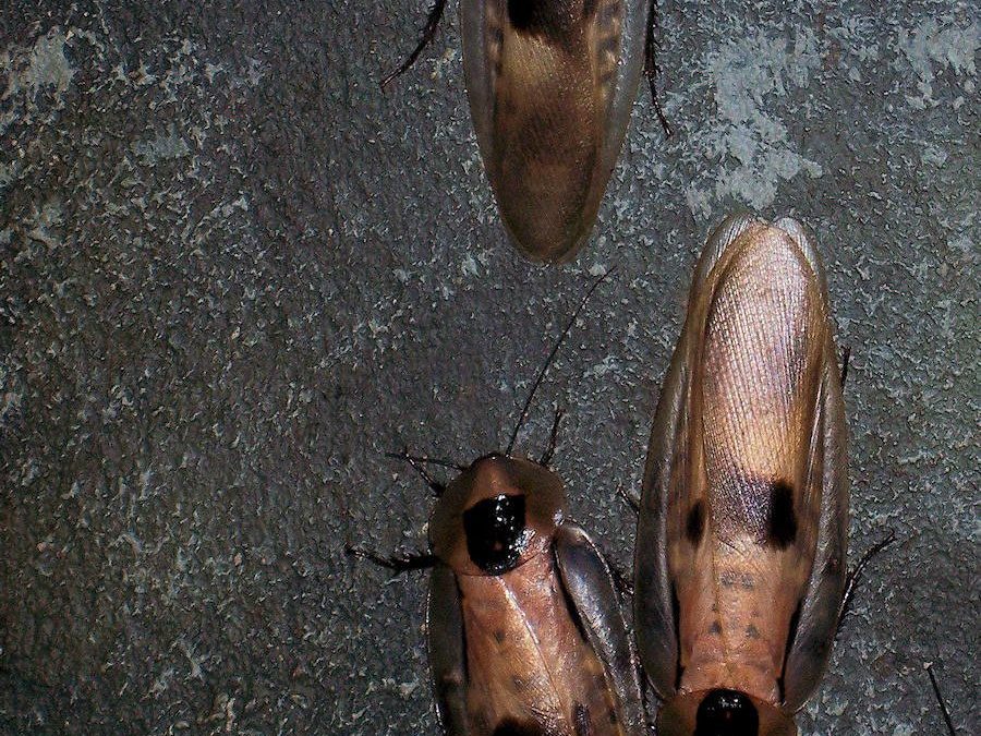 3 Hidden Dangers of Brown-Banded Cockroaches to Maryland and Virginia Homes