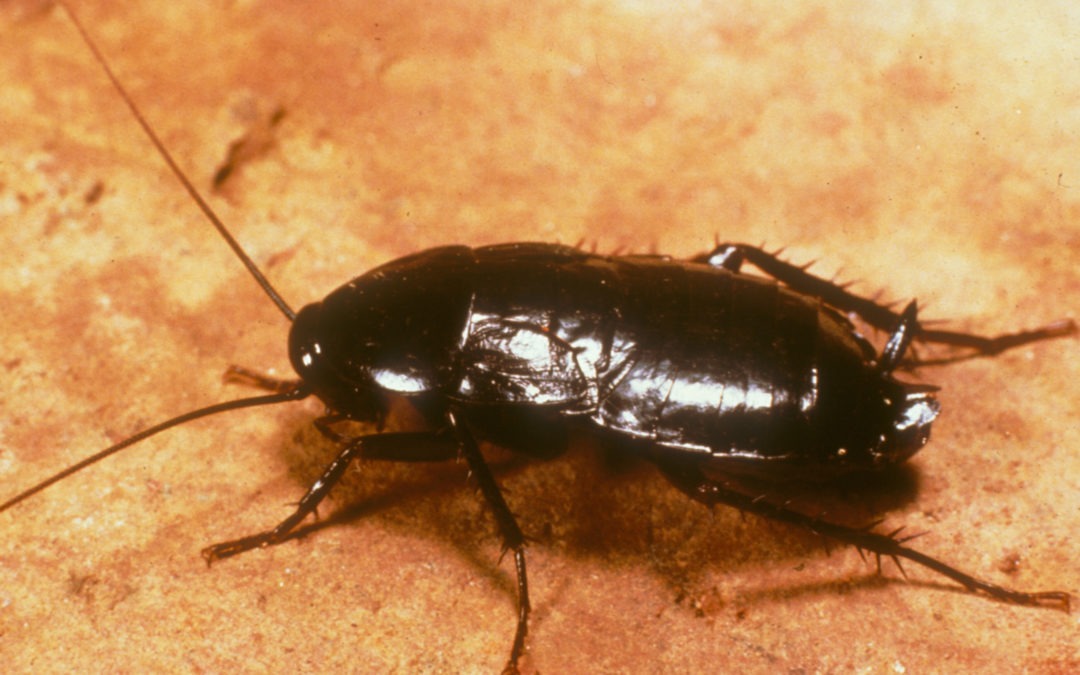 Everything Virginia and Maryland Homeowners Need to Know About Oriental Cockroaches
