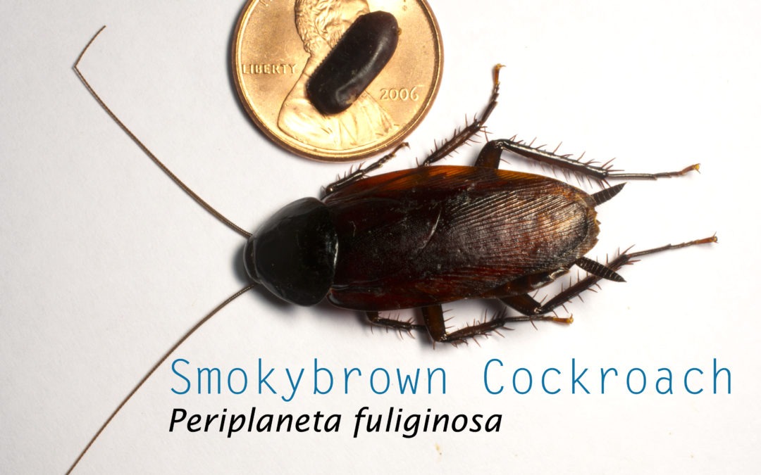 Why Should Maryland and Virginia Homeowners Be Concerned With Smokybrown Cockroaches?