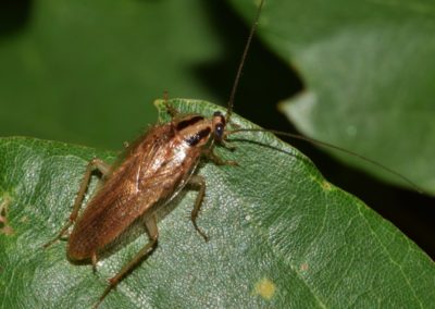 Tips For Effective Pest Control Plan Against German Cockroaches For Your Maryland and Virginia Homes