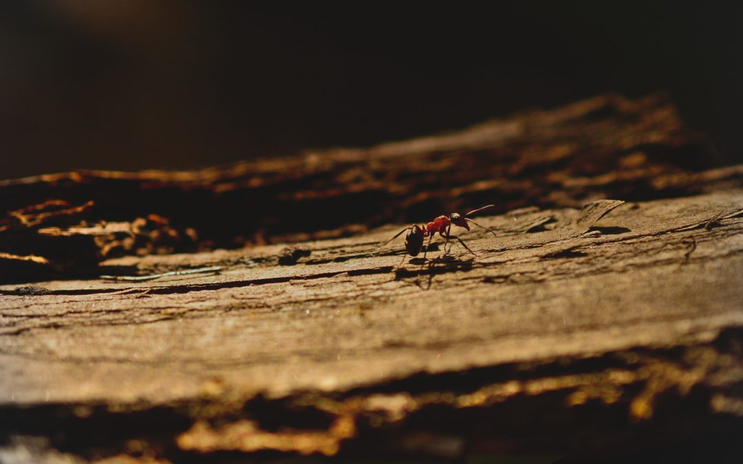 Ant on wood