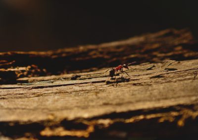A Simple Guide to Controlling Ants in Your Northern Virginia Home