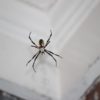 Writing Spider