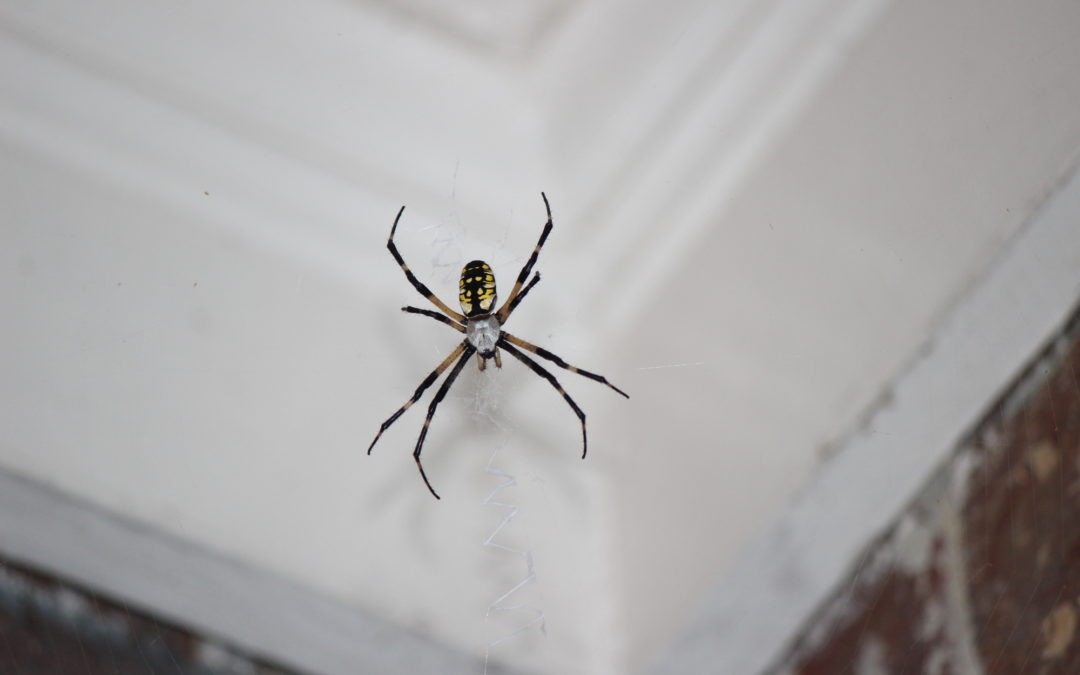 What Kills Spiders Fast? This Is What a Virginia Homeowner Should Know