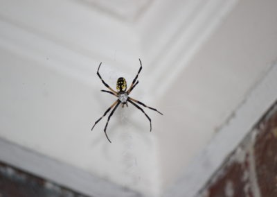 What Kills Spiders Fast? This Is What a Virginia Homeowner Should Know