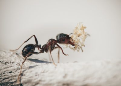 What Is the Best Pest Control for Ants?