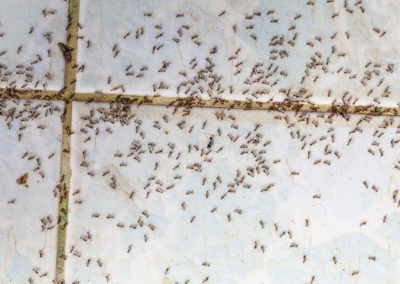 How to Get Rid of Little Ants in Your Maryland Home