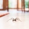 common house spider on a smooth tile floor seen from ground level in a kitchen in a residential home