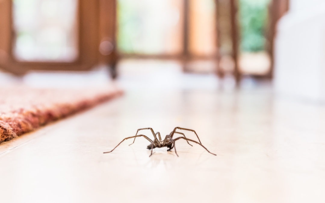 What Is the Best Spider Repellant for Your Maryland Home? 7 Great Options