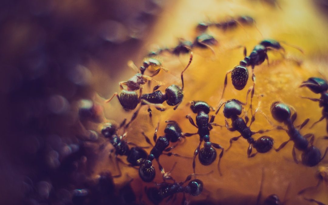 What Do Exterminators Use to Kill Ants in Homes?