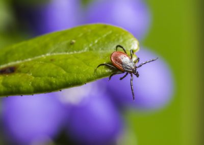 Can You Spray Your Yard for Ticks? This Is What You Need to Know
