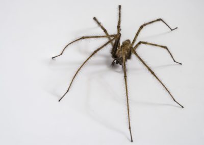 Does Spraying for Spiders Actually Work in Maryland and Virginia?
